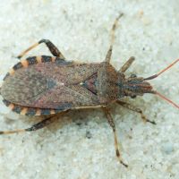 Ceraleptus gracilicornis