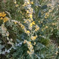 Verbascum