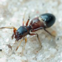 Leptorchestes berolinensis