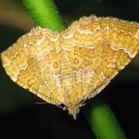 Camptogramma bilineata