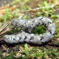 Lycia hirtaria