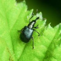 Neocoenorrhinus pauxillus