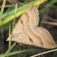 Aplocera columbata