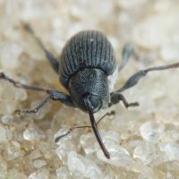 Archarius (Archarius) salicivorus