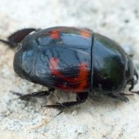 Hister quadrimaculatus