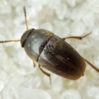 Ptomaphagus