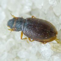 Hydraena (Hydraena) palustris