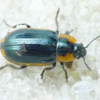 Prasocuris (Hydrothassa) marginella