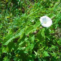 Calystegia sepium