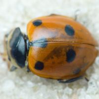 Hippodamia undecimnotata