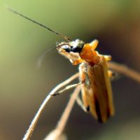 Oedemera podagrariae