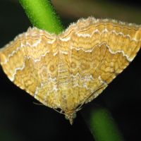Camptogramma bilineata