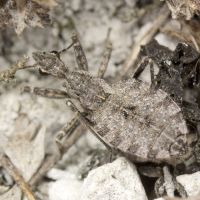 Coranus contrarius