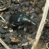 Involvulus (Teretriorhynchites) pubescens