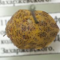Sphaerocoris testudogrisea