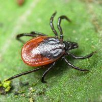 Ixodes ricinus