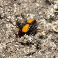 Lebia cruxminor