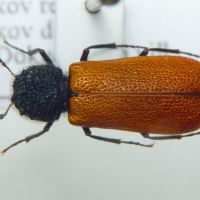Bostrichus capucinus