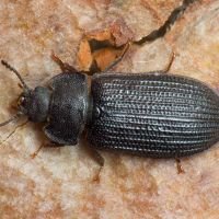 Grynocharis oblonga