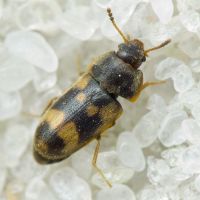 Litargus connexus