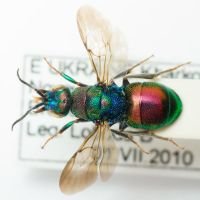 Hedychrum rutilans