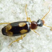 Dromius quadrimaculatus