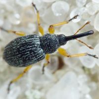 Pseudapion fulvirostre