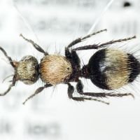 Mutillidae