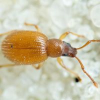 Urometopus nemorum