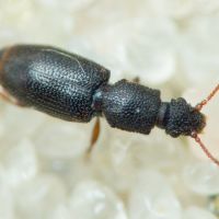 Monotoma gotzi