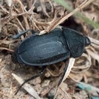 Silphidae