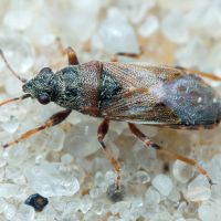 Heterogaster artemisiae