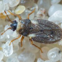 Piesmatidae