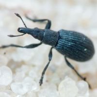 Apioninae
