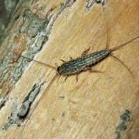 Ctenolepisma lineata