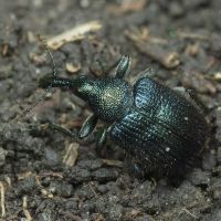 Involvulus (Teretriorhynchites) pubescens
