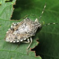Rhaphigaster nebulosa