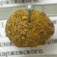 Sphaerocoris testudogrisea
