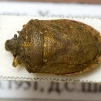 Podops (Opocrates) rectidens