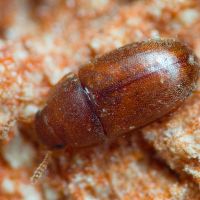 Pentaphyllus testaceus