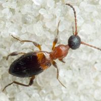 Anthelephila pedestris