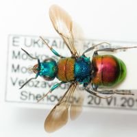 Hedychrum nobile