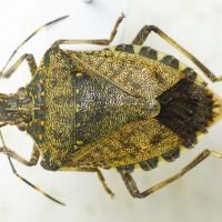 Halyomorpha halys