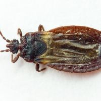 Aneurus (Aneurus) laevis