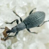 Pseudostenapion simum