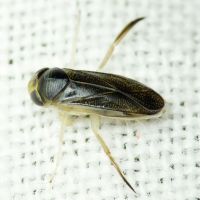 Corixidae