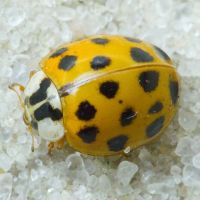 Harmonia axyridis