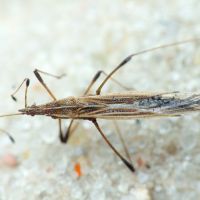 Berytinus (Berytinus) clavipes