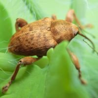 Curculio venosus