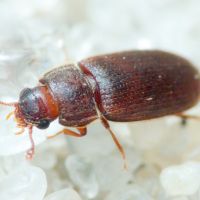 Biphyllus frater